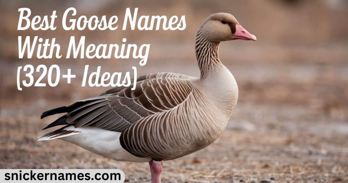 Best Goose Names With Meaning [320+ Ideas]