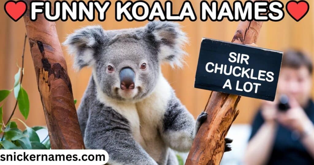 Funny Koala Names