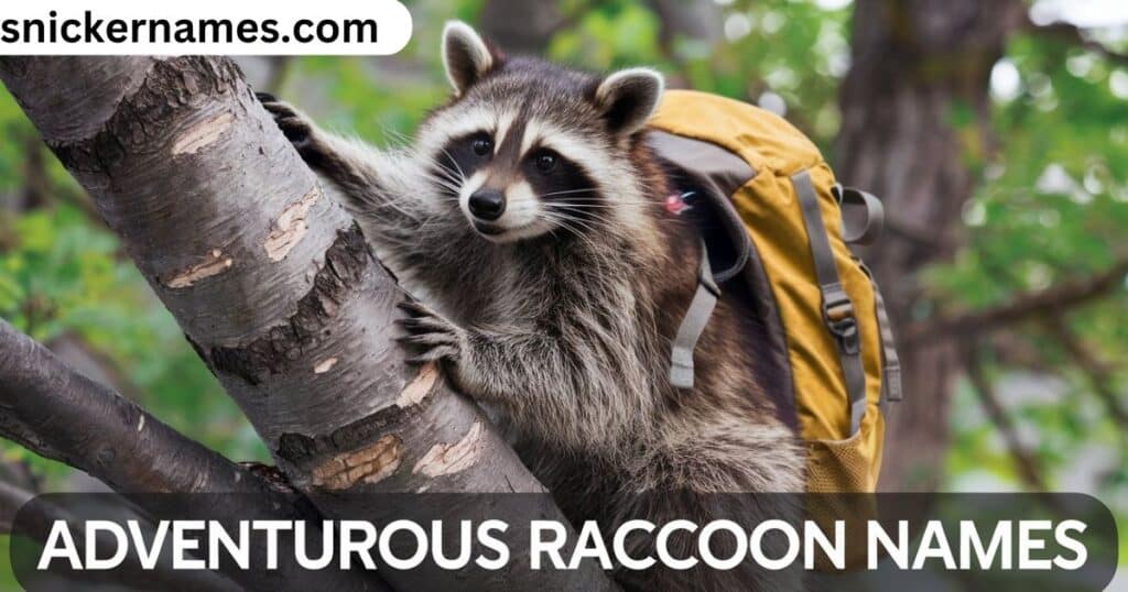 Adventurous Raccoon Names