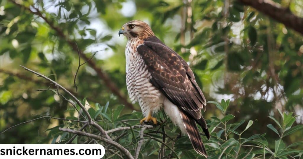  Funny Hawk Names