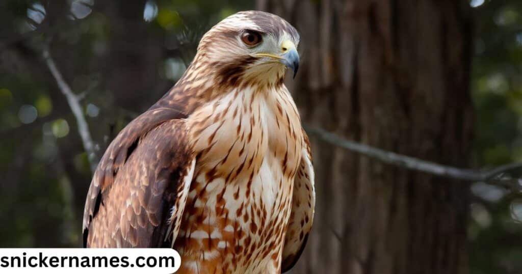 Male Hawk Names