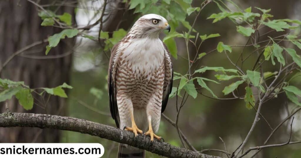 Female Hawk Names  