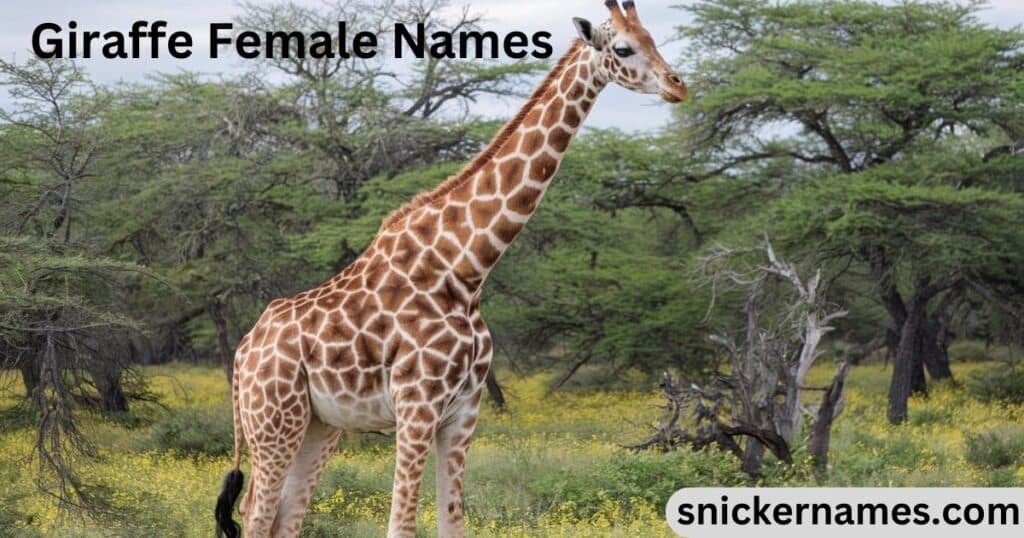 Giraffe Female Names