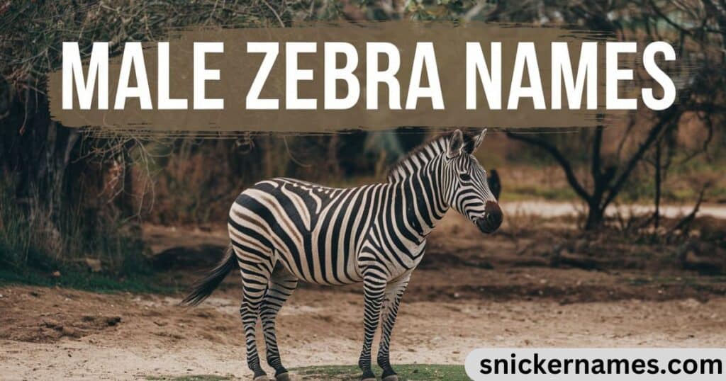 Male Zebra Names