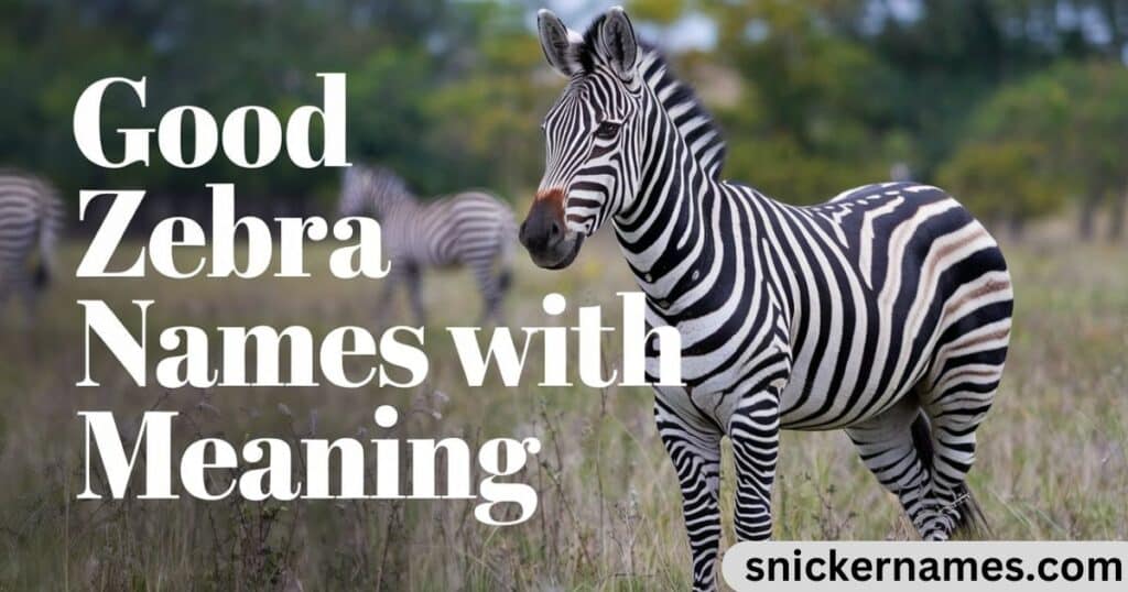 Good Zebra Names