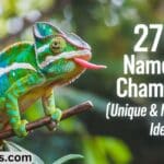 270+ Names for Chameleons [Unique & Meaningful Ideas]