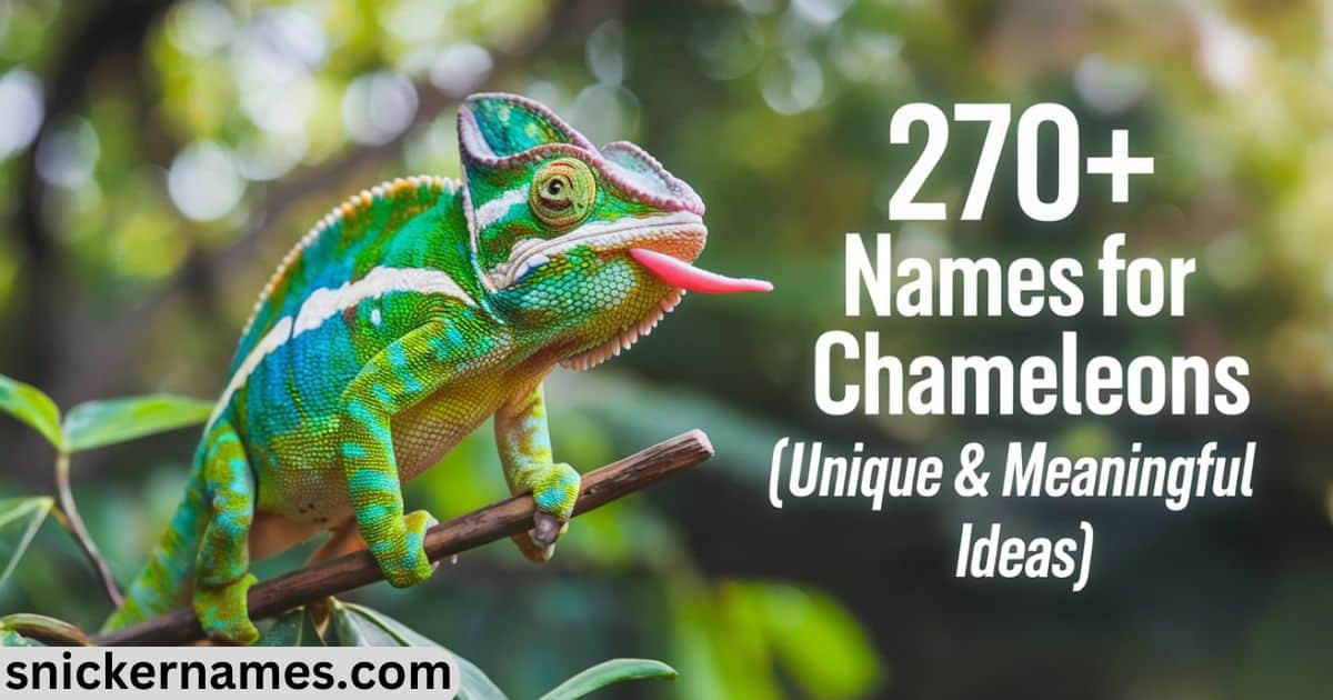 270+ Names for Chameleons [Unique & Meaningful Ideas]