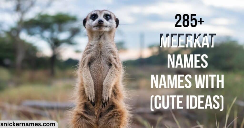 285+ Meerkat Names With Meanings [Cute Ideas]