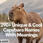 290+ Unique & Cool Capybara Names with Meanings