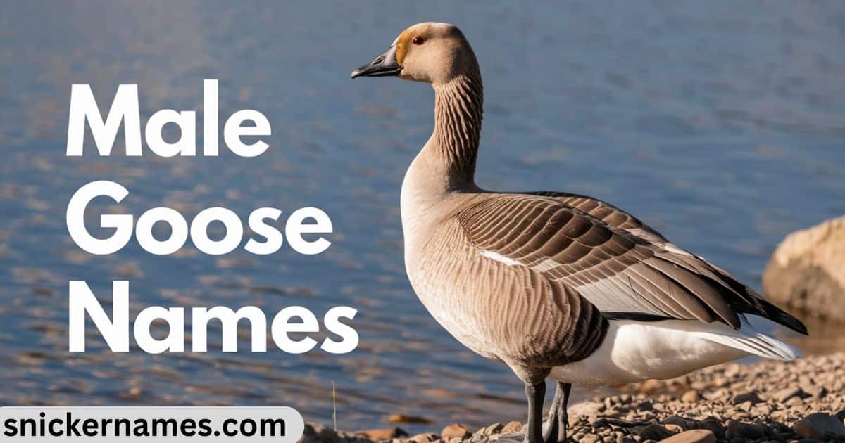 Male Goose Names