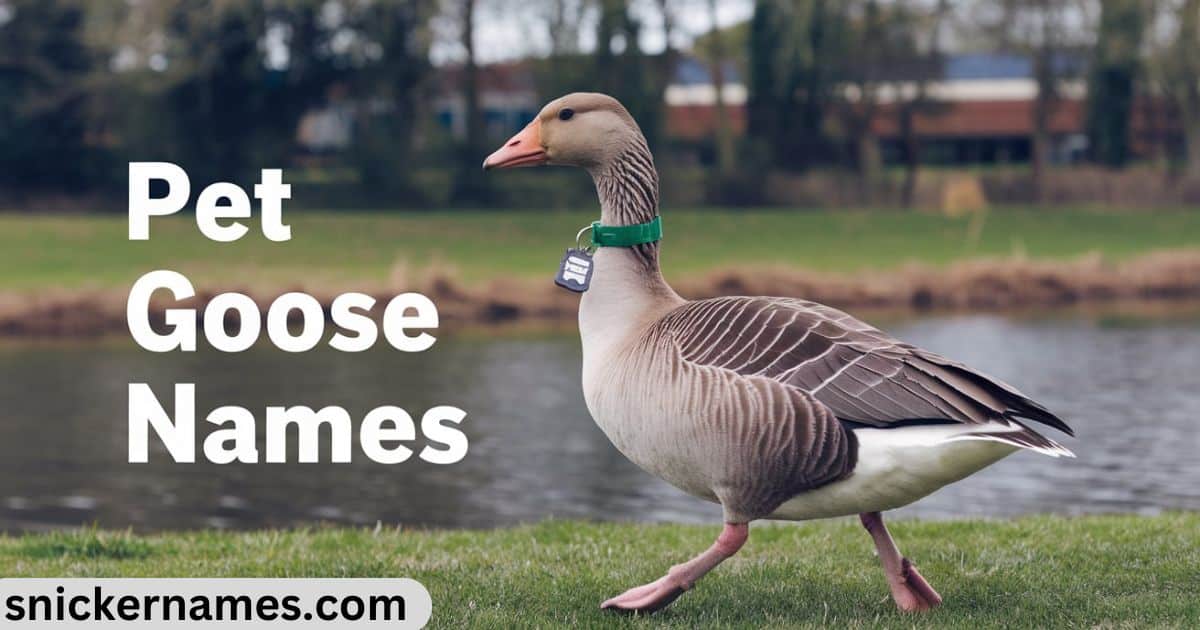 Pet Goose Names