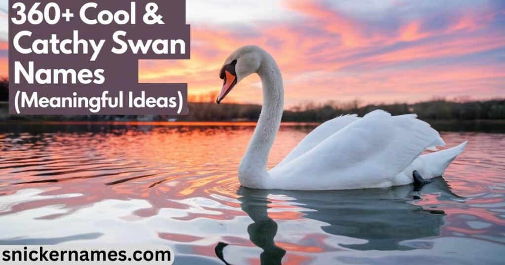 360+ Cool & Catchy Swan Names [Meaningful Ideas]