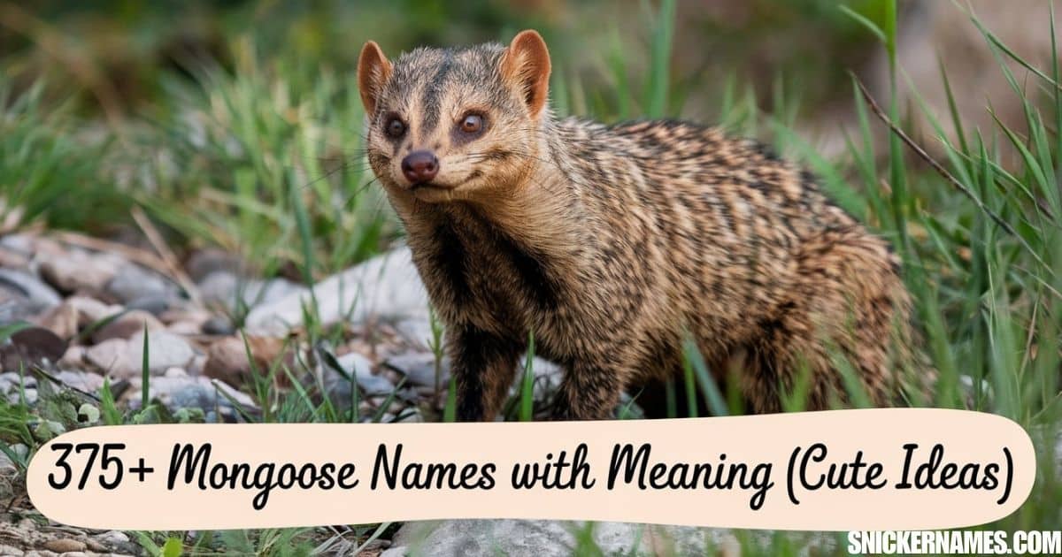 375+ Mongoose Names With Meaning [Cute Ideas]