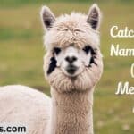 400+ Catchy Alpaca Names [Fun & Meaningful Ideas]