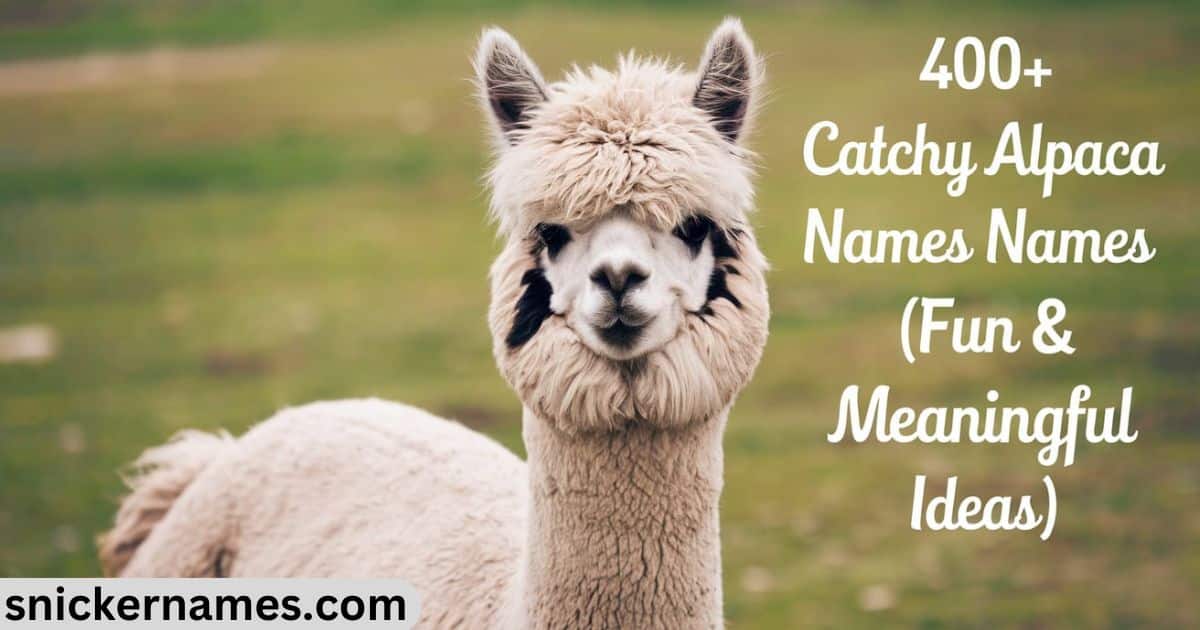 400+ Catchy Alpaca Names [Fun & Meaningful Ideas]