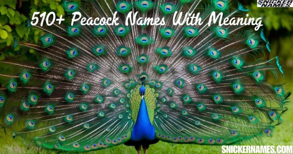 510+ Peacock Names with Meaning