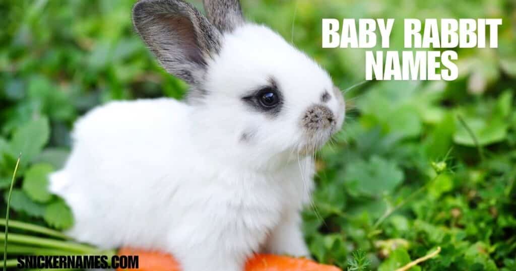 Baby Rabbit Names