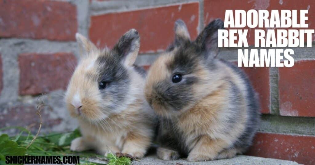 Adorable Rex Rabbit Names