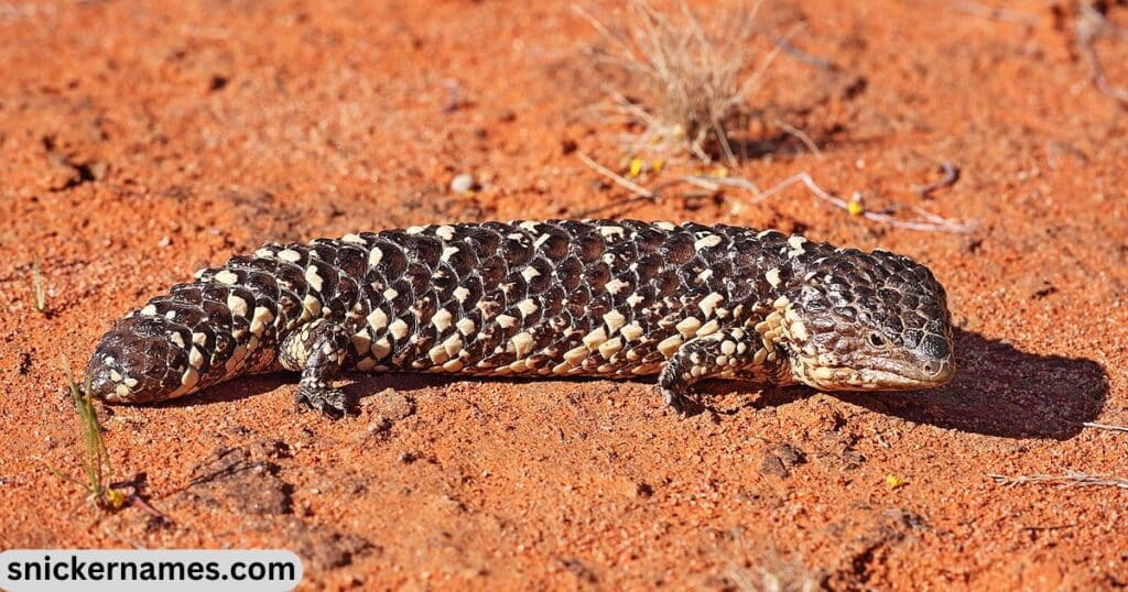 Australian Lizard Names