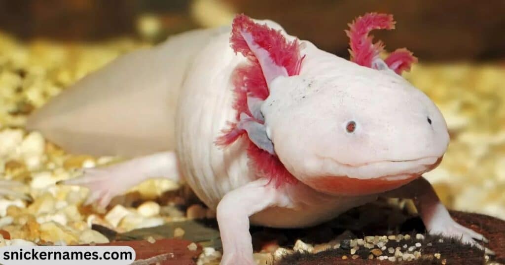 Axolotl Female Names