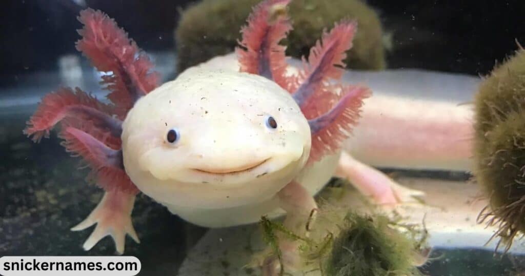 Cool Names for Axolotl