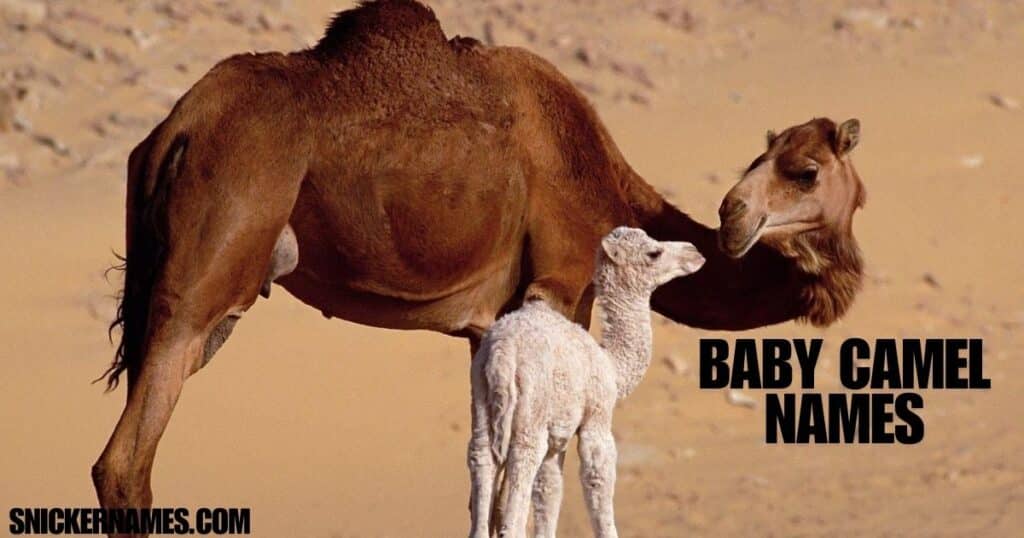 Baby Camel Names