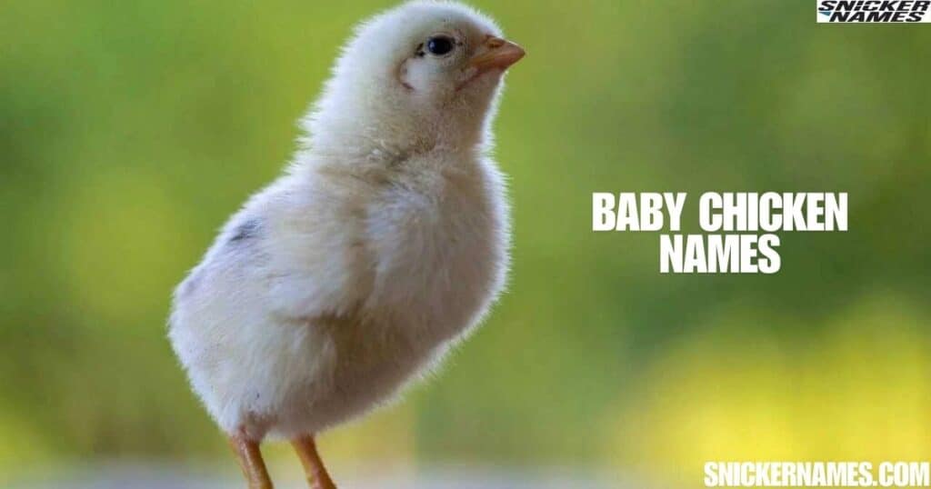 Baby Chicken Names