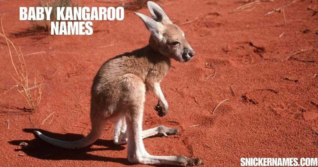 Baby Kangaroo Names