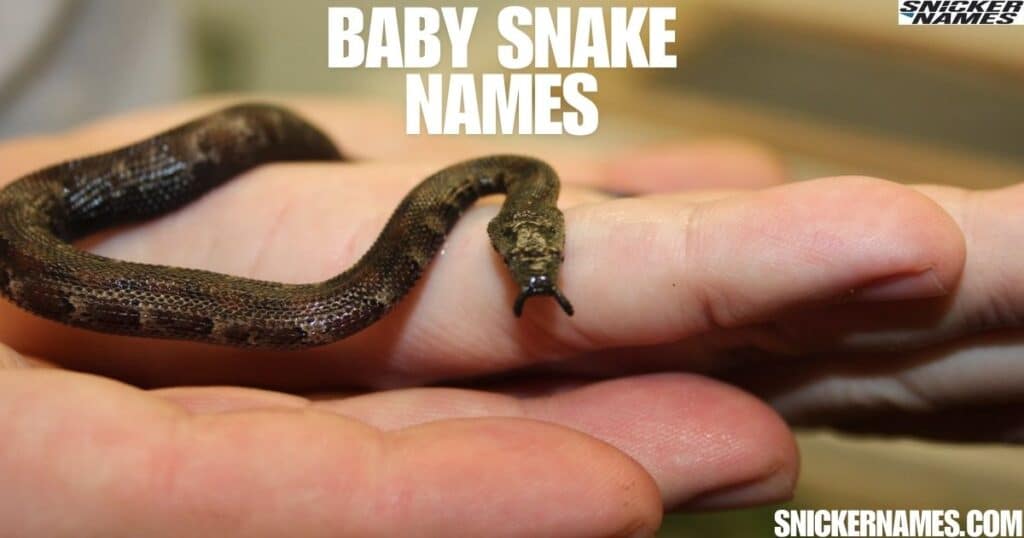 Baby Snake Names