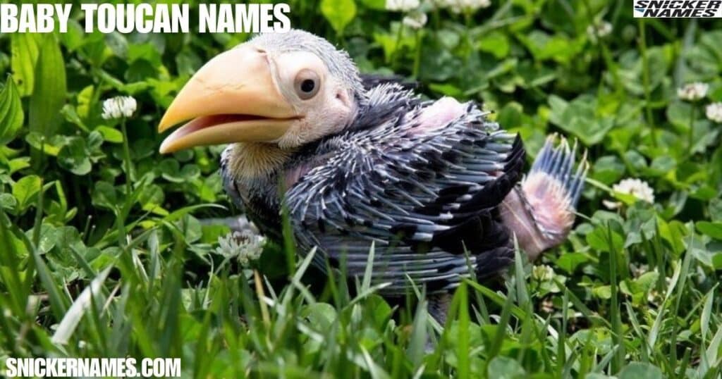 Baby Toucan Names