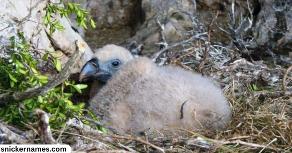 Baby Vulture Names