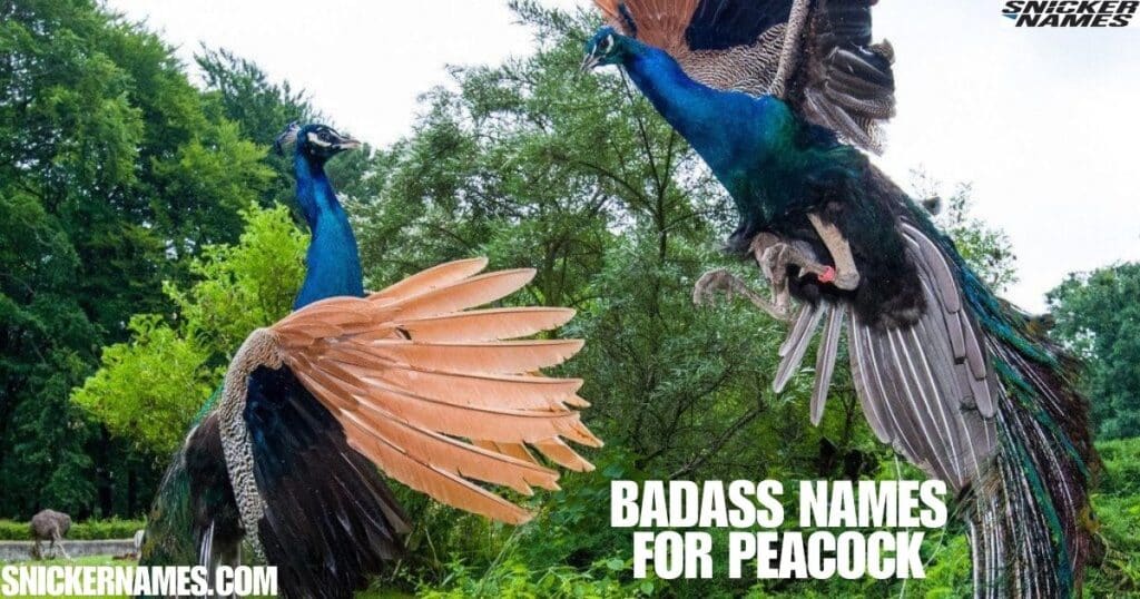 Badass Names for Peacock