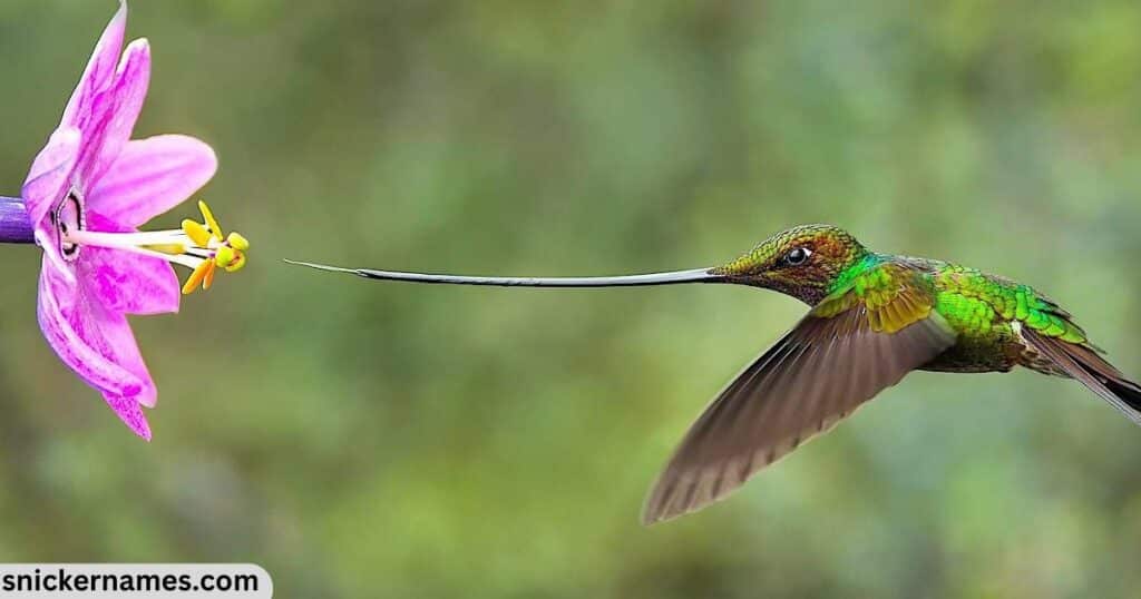 Badass Names for Hummingbirds