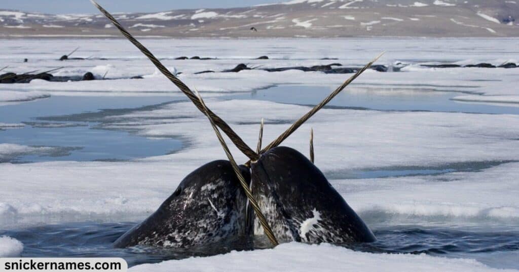 Badass Names for Narwhal