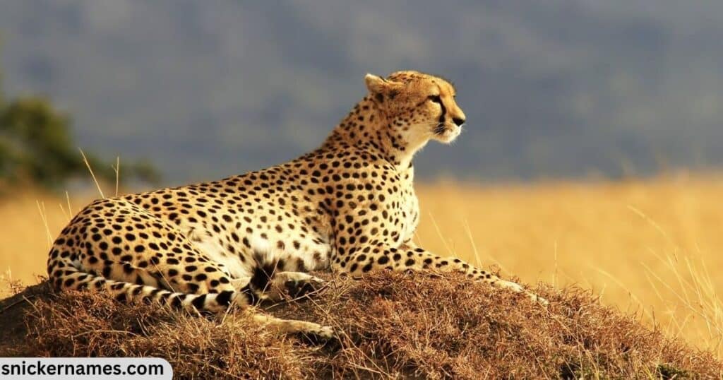 Best Cheetah Names with Meaning