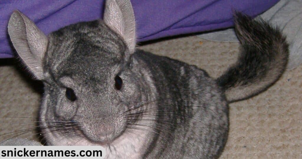 Best Chinchilla Pet Name Ideas