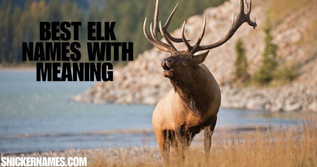 Best Elk Names with Meaning