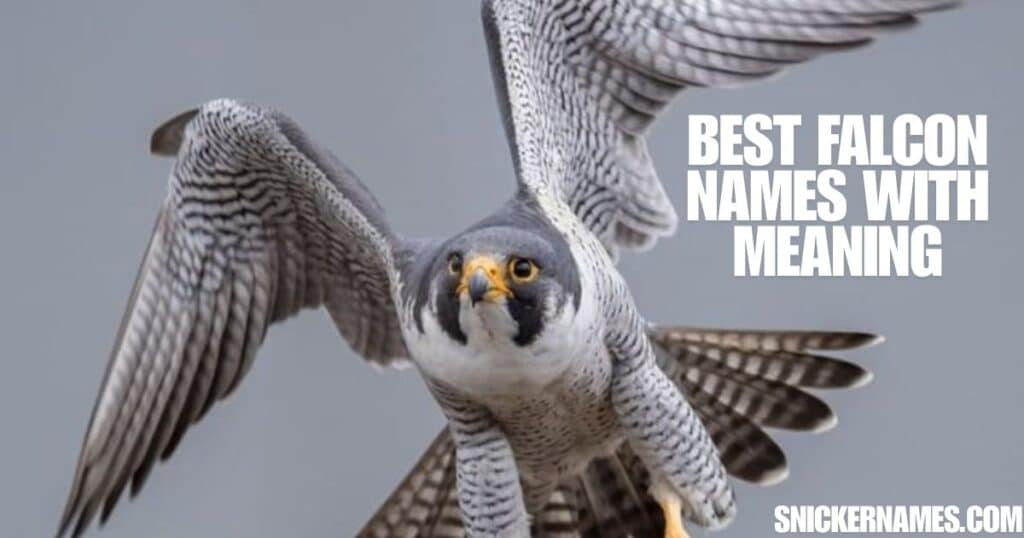 Best Falcon Names with Meaning