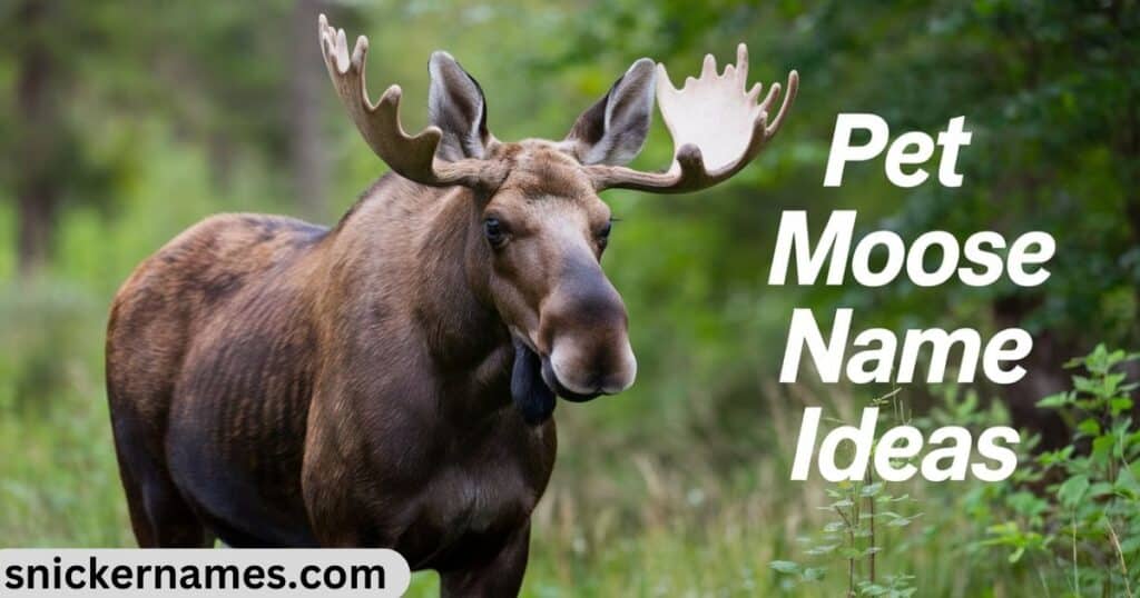 Pet Moose Name