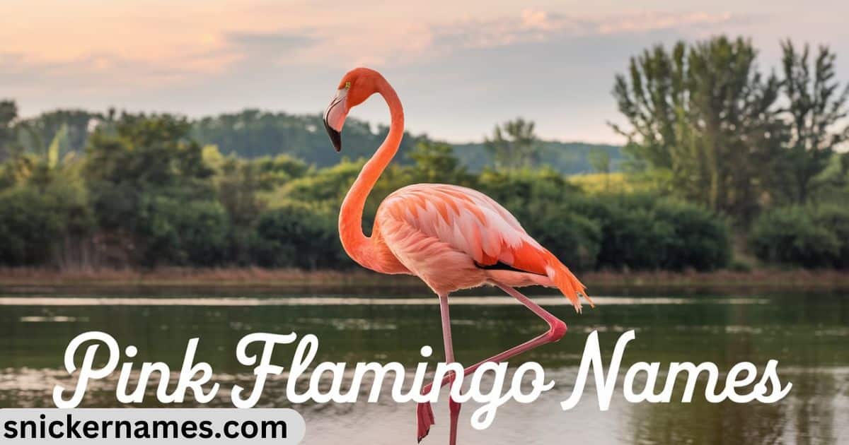 Pink Flamingo Names