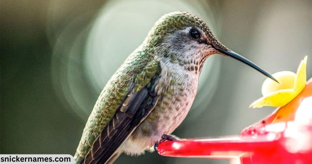 Best Hummingbird Names with Meaning