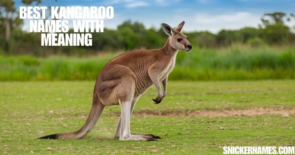 Best Kangaroo Names with Meaning