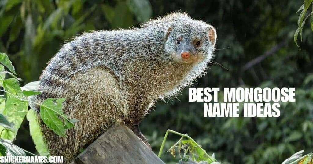 Best Mongoose Name Ideas