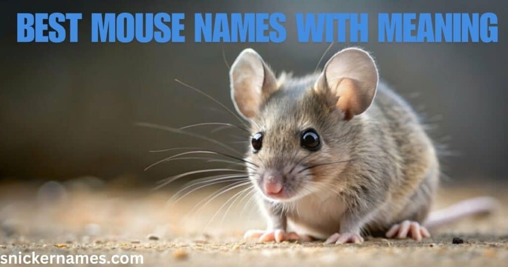 Best Mouse Names with Meaning