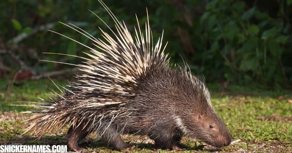 Best Names for Porcupines