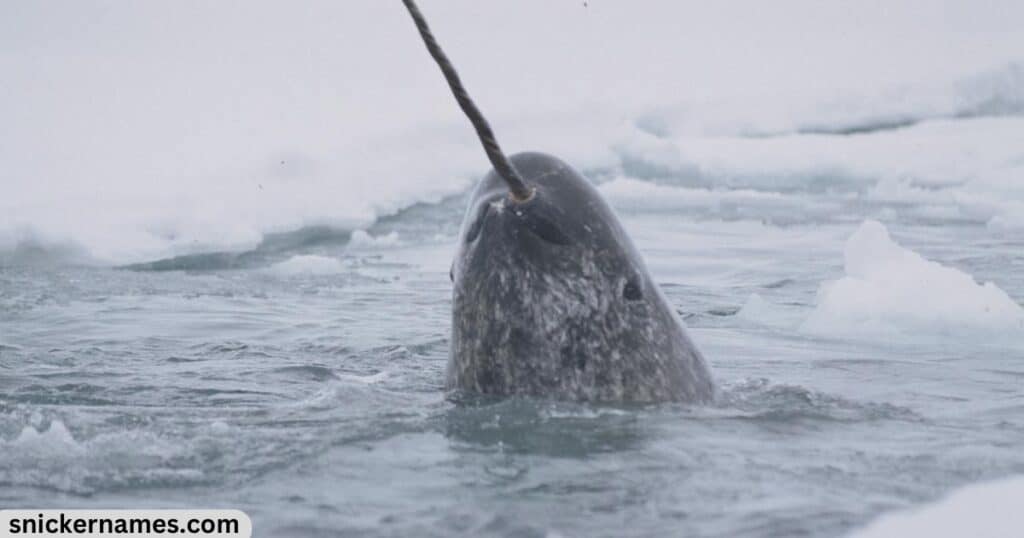 Best Narwhal Names with Meaning