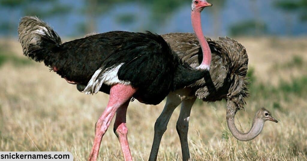 Best Ostrich Names with Meaning