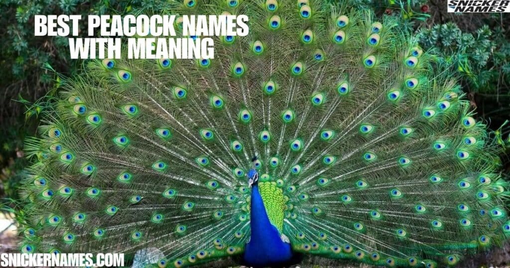 Best Peacock Names with Meaning