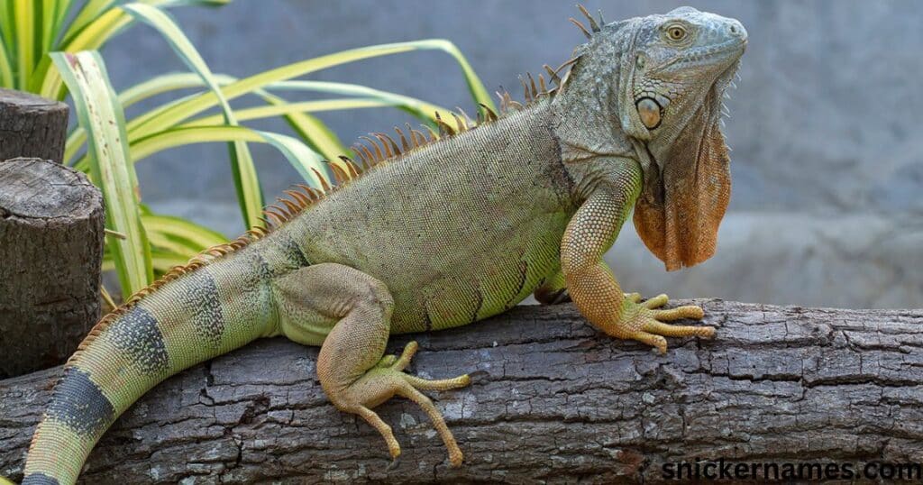 Best Pet Iguana Name Ideas