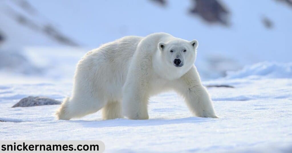 Best Polar Bear Names with Meaning